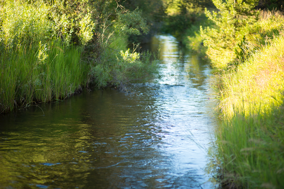 Wetland stream