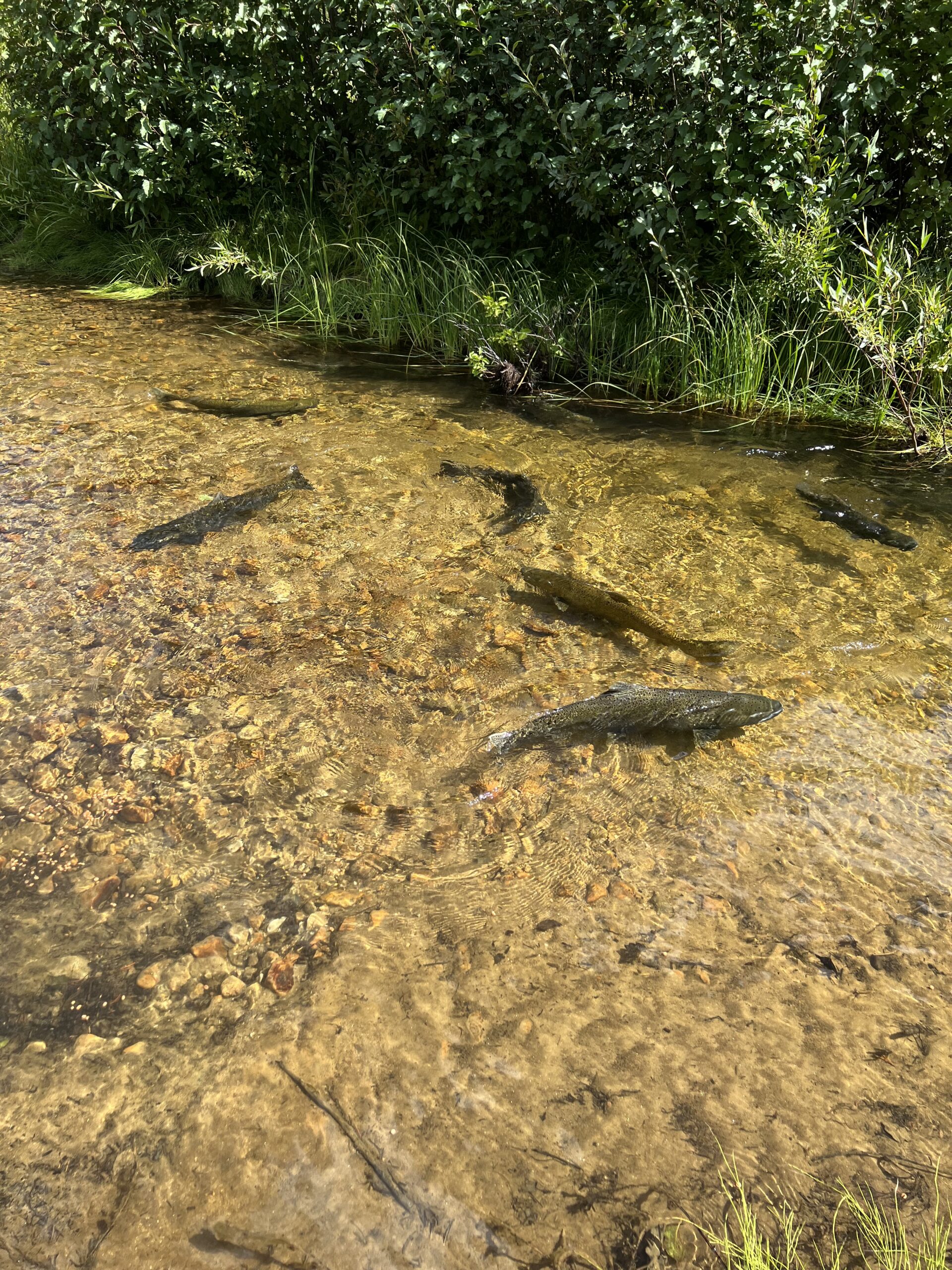 Fish in river
