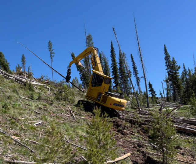 Removing Dead Timber