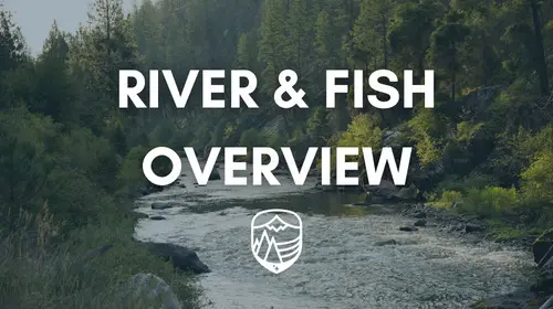 RIVER FISH OVERVIEW THUMBNAIL