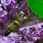 Svg+xml,%3Csvg%20xmlns%3D%22http%3A%2F%2Fwww.w3.org%2F2000%2Fsvg%22%20width%3D%2