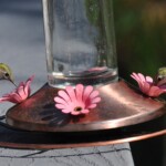 It is easy to support hummingbirds in migration! Svg+xml,%3Csvg%20xmlns%3D%22http%3A%2F%2Fwww.w3.org%2F2000%2Fsvg%22%20width%3D%2