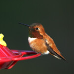 Svg+xml,%3Csvg%20xmlns%3D%22http%3A%2F%2Fwww.w3.org%2F2000%2Fsvg%22%20width%3D%2