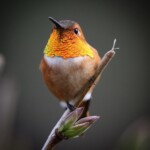 Svg+xml,%3Csvg%20xmlns%3D%22http%3A%2F%2Fwww.w3.org%2F2000%2Fsvg%22%20width%3D%2